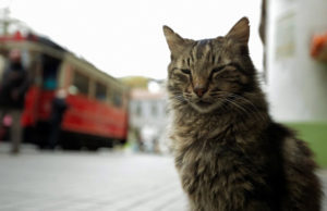 Город кошек. Рецензия